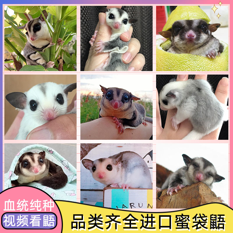 蜜袋鼯活体 密袋鼠 蜜袋飞鼠 其它宠物