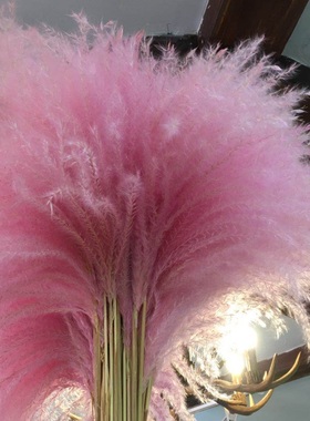 干花芦苇蒲苇花粉色彩色咖啡店摆件芦苇蓝色韩风时尚欧美北欧风格