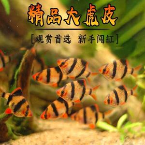 虎皮鱼活体鱼热带小鱼淡水好养四间虎皮小鱼小型鱼群游新手好养