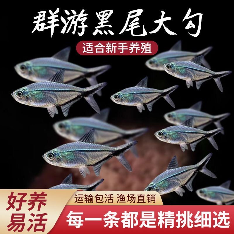 黑尾大勾鱼小型热带观赏鱼灯鱼草缸红绿灯鱼群游斑马鱼淡水鱼