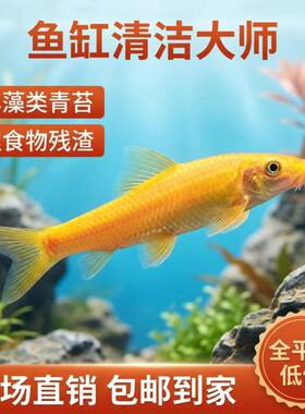 清道夫鱼金苔鼠鱼老鼠鱼鱼缸清洁工具清洁三剑客吃青苔除藻包邮