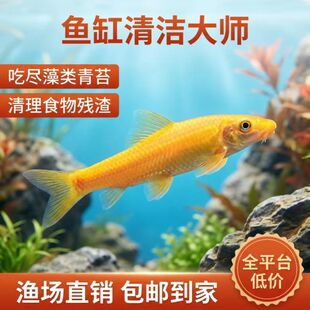 清道夫鱼金苔鼠鱼老鼠鱼鱼缸清洁工具清洁三剑客吃青苔除藻包邮