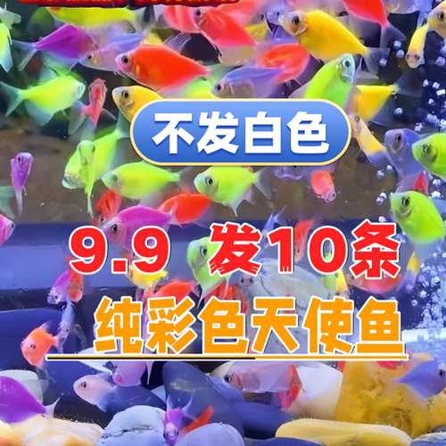 热带淡水鱼颜色缤纷天使小鱼