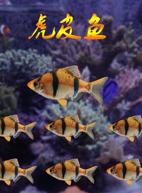 早拍早发虎皮鱼活体鱼热带小鱼淡水好养三间四间小鱼小型鱼群游