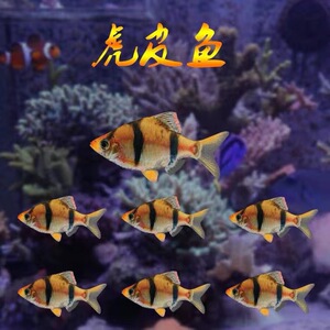 虎皮鱼热带淡水小鱼三间四间鱼