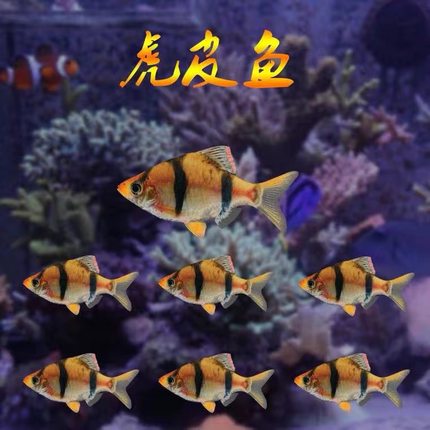 早拍早发虎皮鱼活体鱼热带小鱼淡水好养三间四间小鱼小型鱼群游