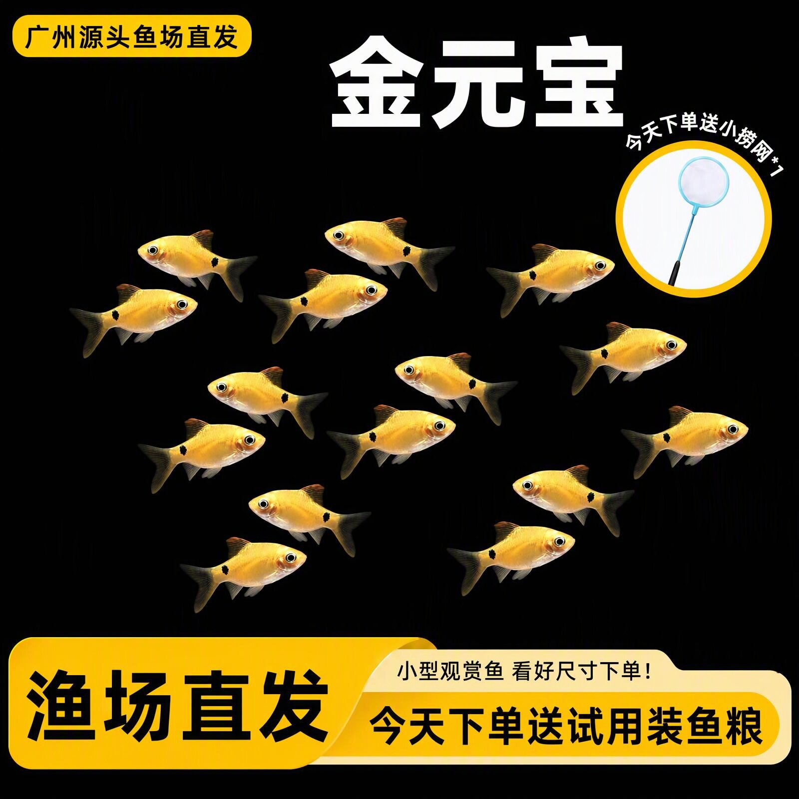 冷水鱼金元宝鱼新手好养