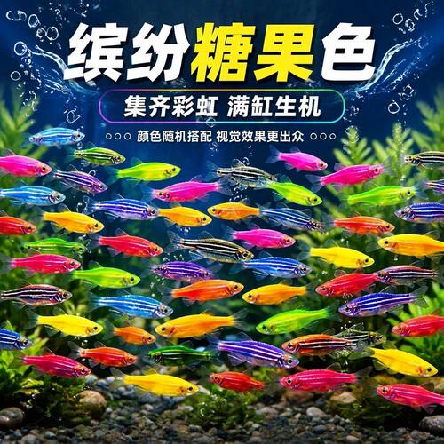 适合新手混养群游的小鱼