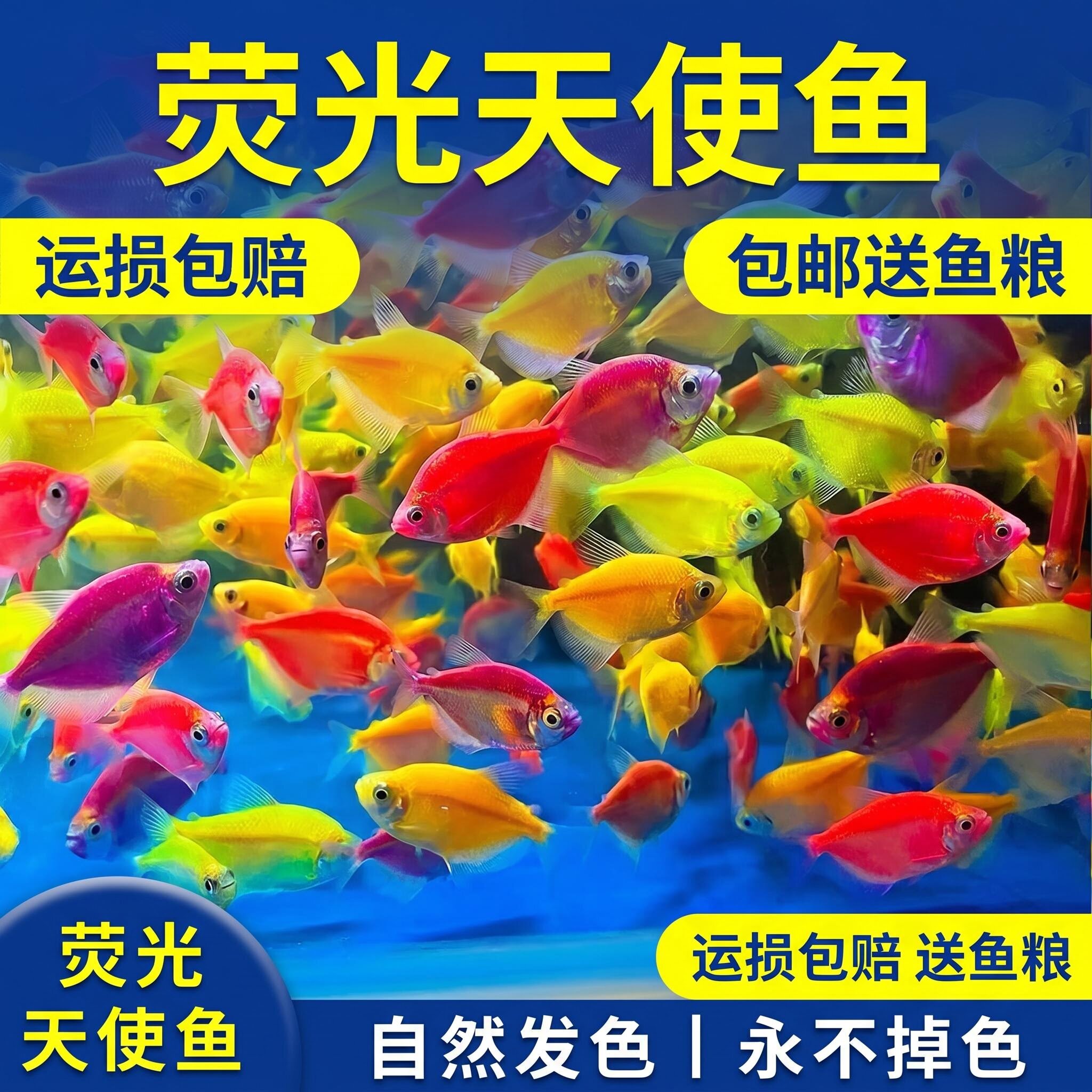 天使鱼淡水鱼群游颜色鲜艳