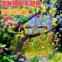 多彩天使魚顏色艷麗天使魚淡水