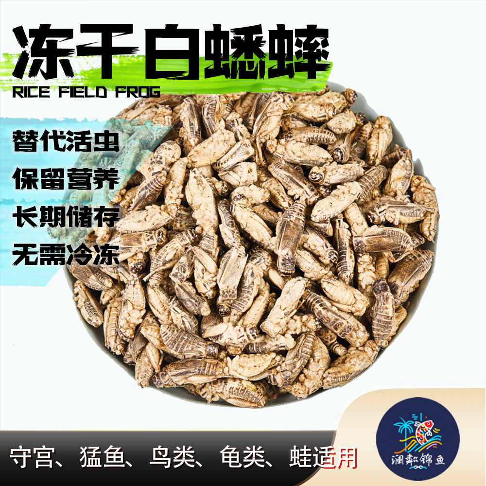 冻干白蟋蟀守宫蜥蜴睫角豹纹肥尾雷龙肥尾饲料树蛙针头水龟鹦鹉粮