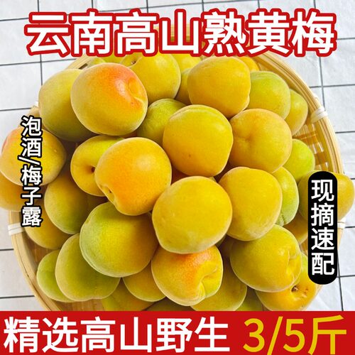 云南丽江深山黄梅果5斤泡酒