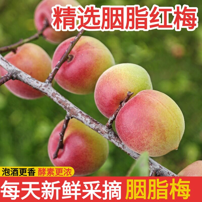 精选云南胭脂梅5斤泡酒专用酸梅子青梅鲜果酵素新鲜现摘诏安红梅