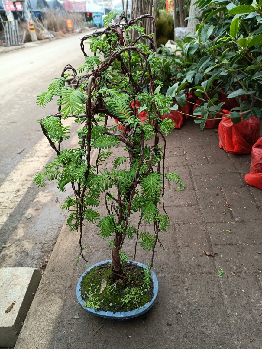 水杉造型盆景盆栽庭院办公室绿植养眼小植物木本久生植物微型盆景