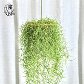 2个 包邮 老人须花架 空气凤梨松萝挂架 卧室阳台 办公室懒人支架