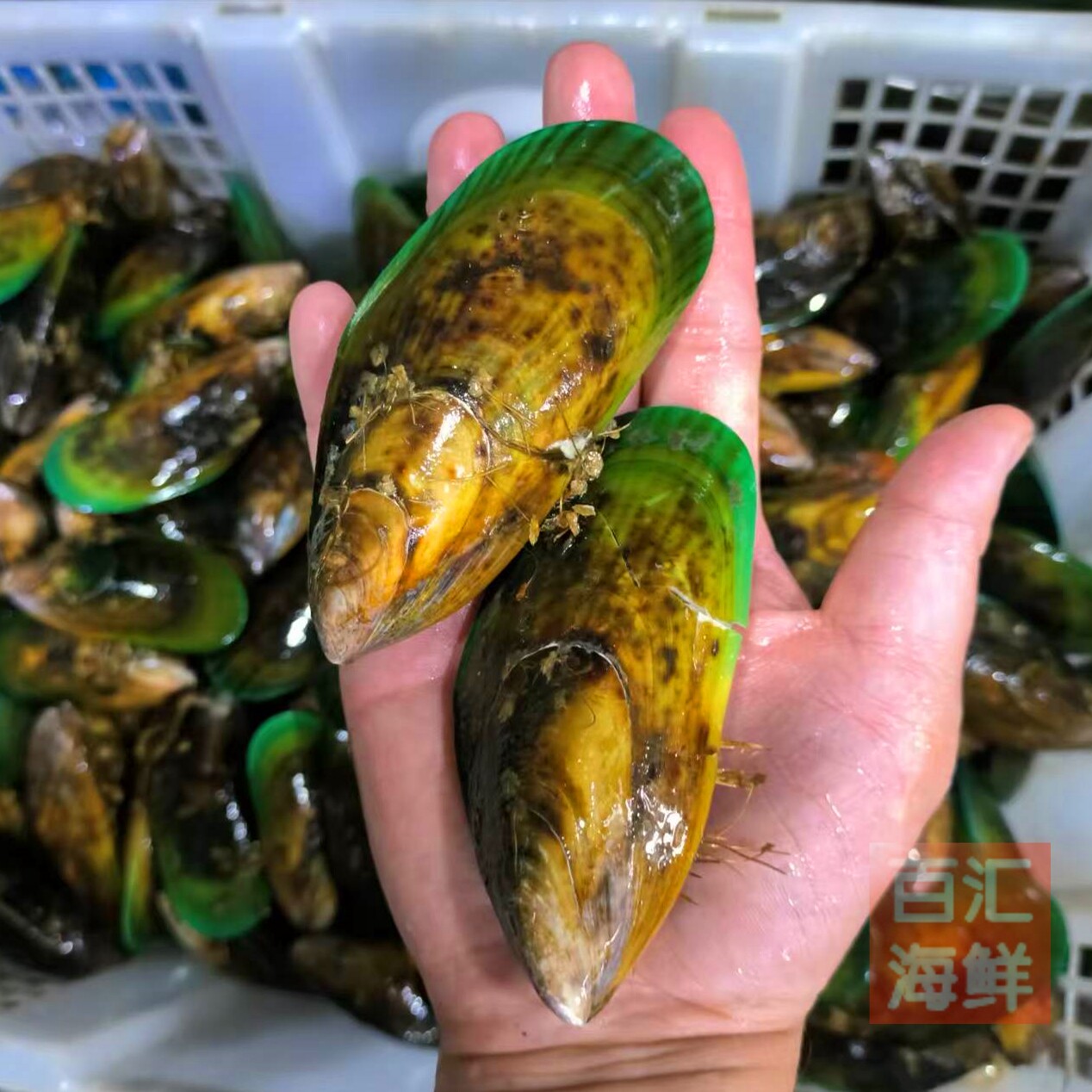 鲜活新西兰青口进口贻贝活青口图片