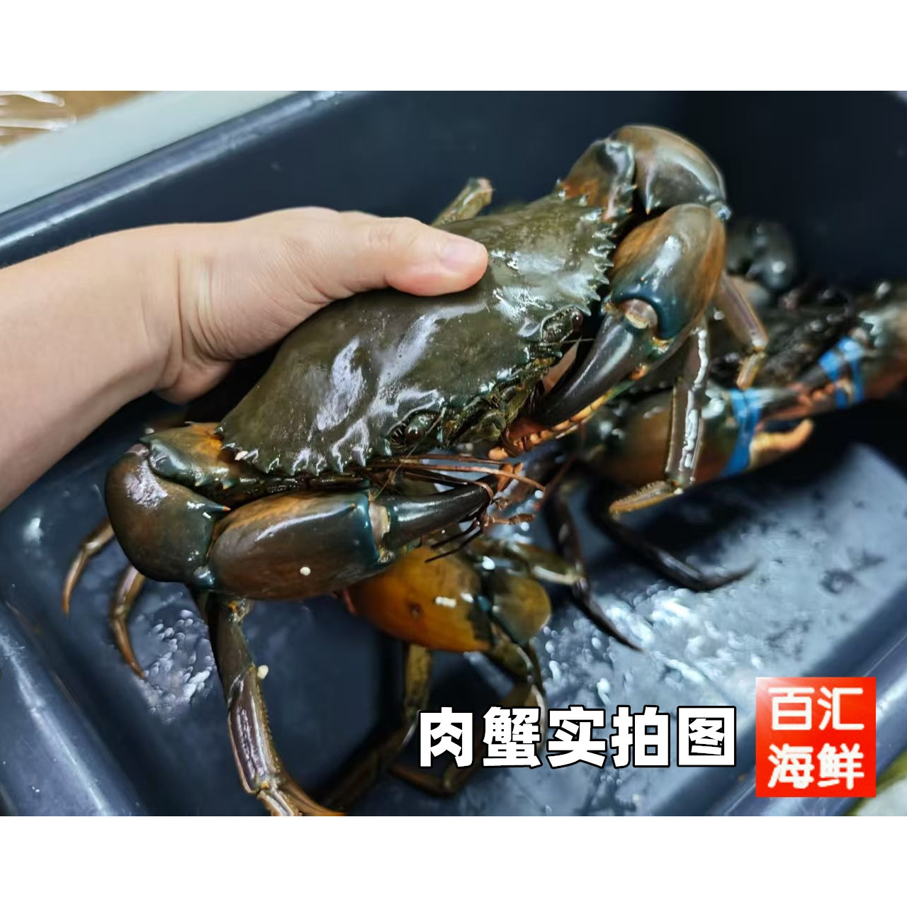 【鲜活肉蟹】一只1斤新鲜青蟹公蟹避风塘炒辣蟹大螃蟹家庭做蟹煲