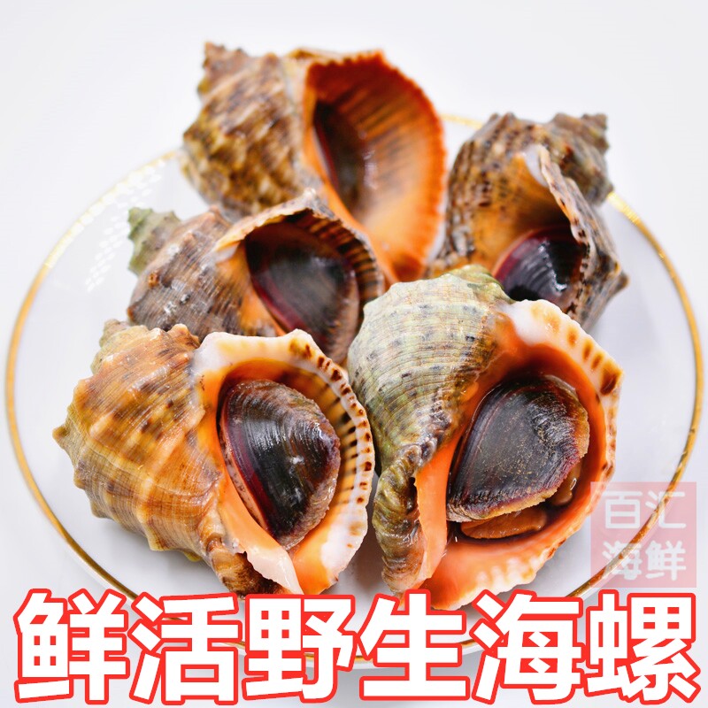 【鲜活海螺】1斤4-5只 带壳鲜活大海螺贝类海鲜水产烧烤宵夜水煮