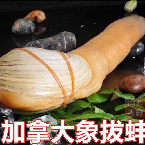 加拿大象拔蚌2.5斤/条切片即食