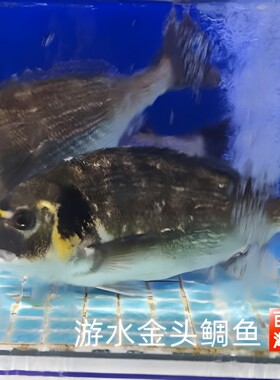 【游水金雕鱼】活金头鲷鱼新鲜活鱼生鱼片生食刺身家庭海鲜食材