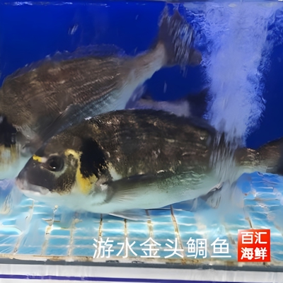 【游水金雕鱼】活金头鲷鱼新鲜活鱼生鱼片生食刺身家庭海鲜食材