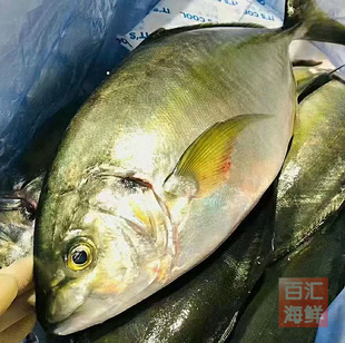 【大连池鱼王】3斤/条冰鲜刺身切片生食寿司鱼生居酒屋海鲜酒楼