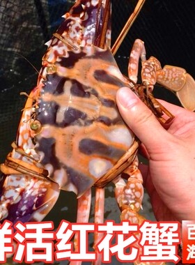 鲜活红花蟹限广州配送活蟹送货