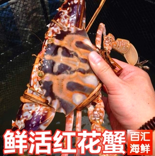 【鲜活红花蟹】按只售 壳簿肉厚大红蟹大花蟹梳子蟹冬蟹海鲜鲜甜