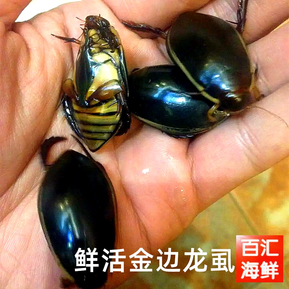 一斤【鲜活金边龙虱】90-100只水蟑螂活体水鳖虫射尿龟尿床水龟子