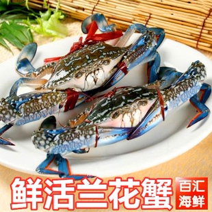 【鲜活花蟹】500g新鲜梭子蟹石蟹青蟹三眼蟹黄沙水产海鲜活蟹炒蟹