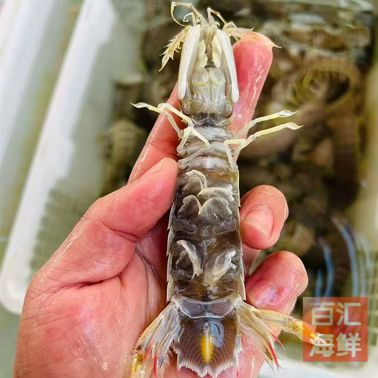 有膏濑尿虾一斤 广州跑腿 活虾母虾红膏皮皮虾虾子爬琵琶虾富贵虾