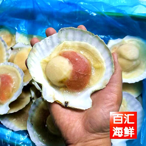 半壳大扇贝5kg一箱40只12-14cm