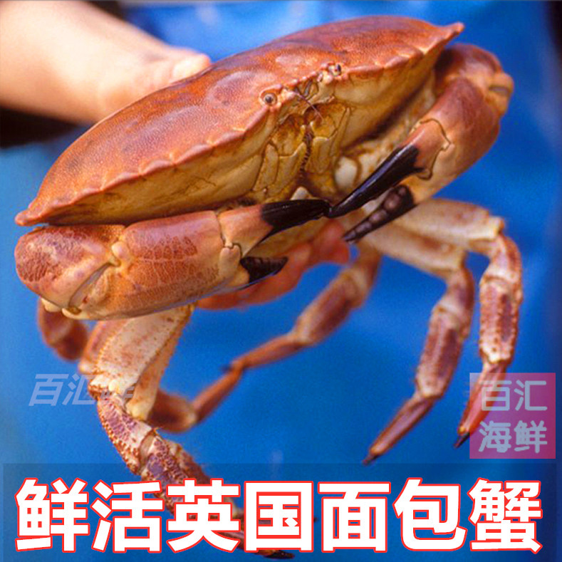 【鲜活英国面包蟹】(1.2~1.3斤/只) 苏格兰珍宝蟹大海蟹海鲜水产