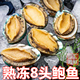 大连冻鲍鱼速冻鲍鱼大连鲍火锅铁板烧烤西餐酒楼 烫冻8头鲍鱼