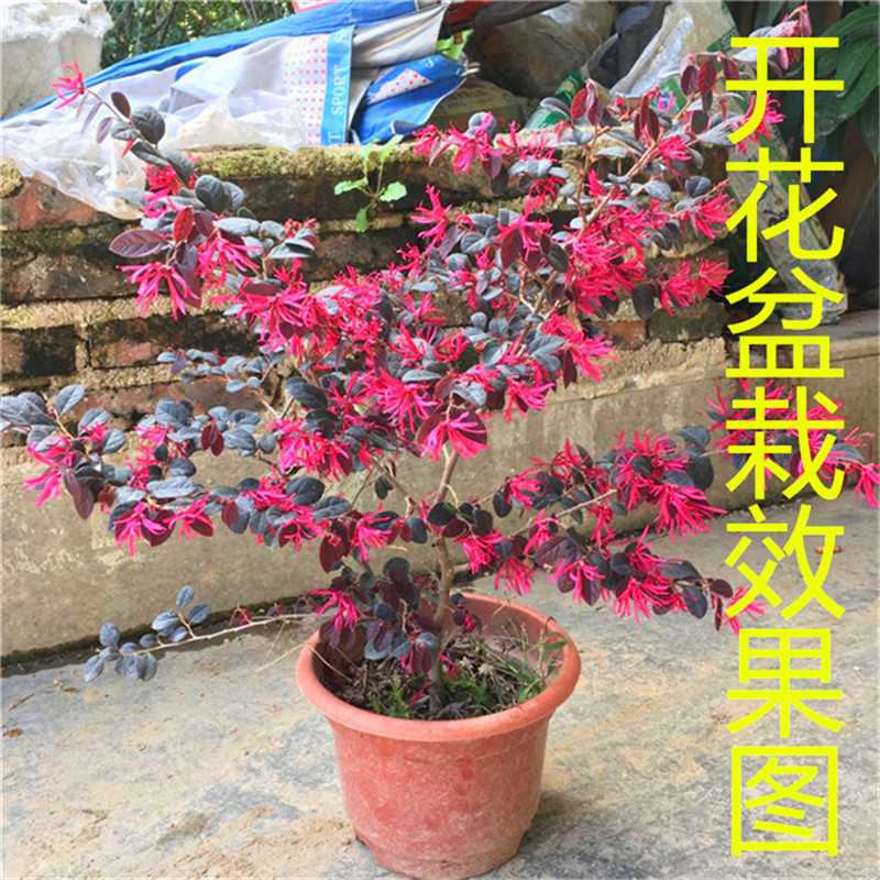 红继木苗四季开花庭院园林工程苗木红花继木苗阳台盆栽盆景素材苗