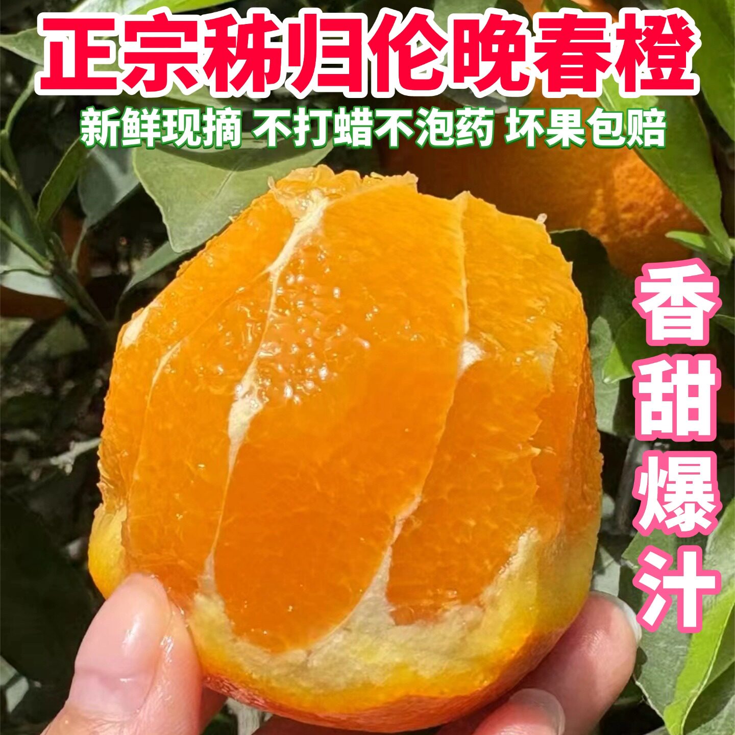 正宗湖北秭归伦晚脐橙当季新鲜水果甜橙孕妇水果手剥榨汁橙子现摘