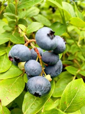 蓝莓果树苗南北方种植