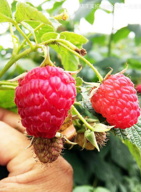 单双季东北黄黑红树莓苗红树梅树苗盆栽地栽南北方果树苗当年结果