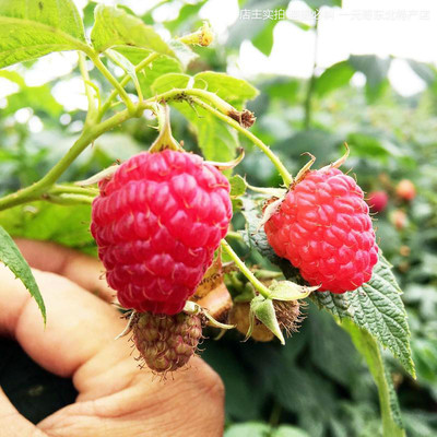 双季东北黄黑红树莓苗盆栽地栽