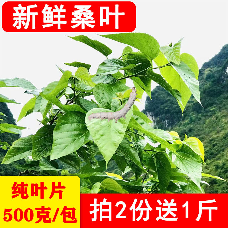 新鲜桑叶蚕宝宝活体饲料天然嫩叶蚁蚕小蚕桑树叶蚕叶农家现摘
