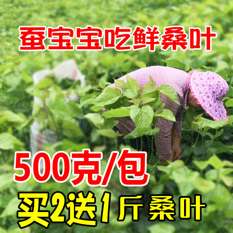 2021新鲜桑叶蚕宝宝活体饲料鲜嫩桑叶蚁蚕小蚕天然桑树叶农家现摘