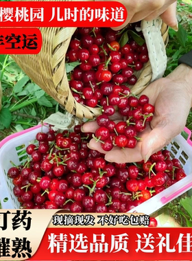 正宗四川小樱桃攀枝花米易现摘恩桃儿顺丰空运新鲜国产土樱桃
