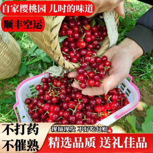 正宗四川小樱桃攀枝花米易现摘恩桃儿顺丰空运新鲜国产土樱桃