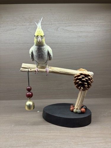 原木鹦鹉桌面站架秋手工制作天然松果啃咬装饰东方美学设计玄凤