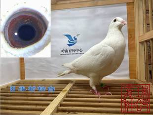 血统鸽赛鸽日本村松白子代，戴正规足环，顺丰包邮包活包健康