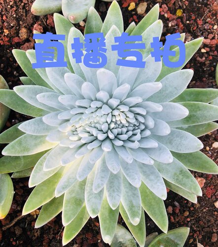 直播专拍9号