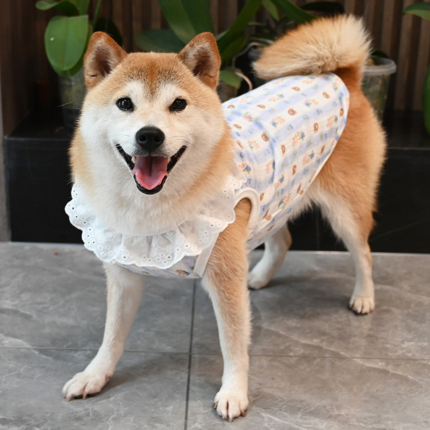 纯棉宠物狗狗衣服全棉猫咪柯基泰迪柴犬衣服春秋四季款透气背心