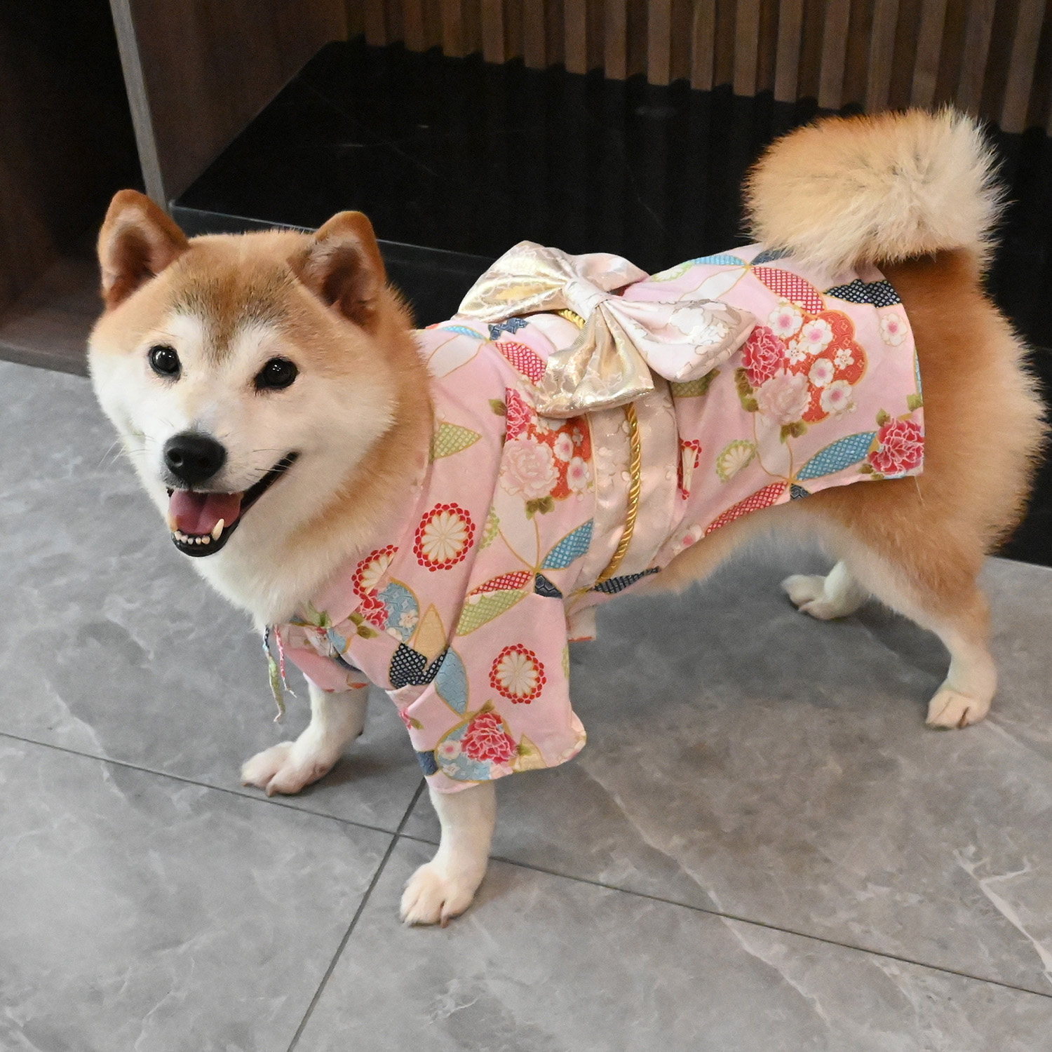 纯棉狗狗衣服小中型犬柯基雪纳瑞柴犬和服新款浴衣短袖拍照服装图片
