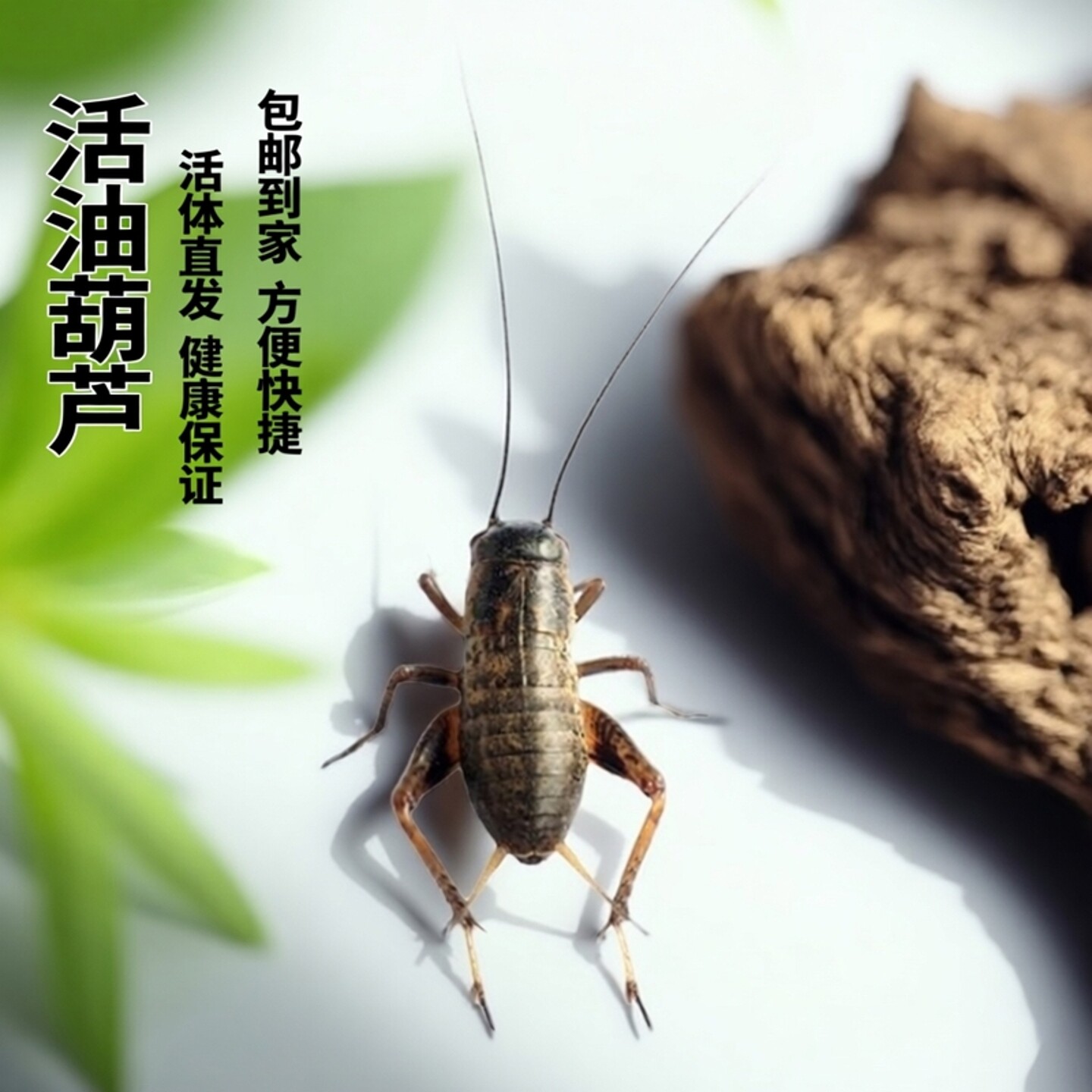 虫族蟋蟀油葫芦活体守宫饲料包赔图片
