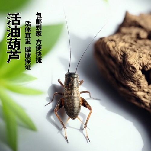 虫族蟋蟀油葫芦活体守宫饲料包赔